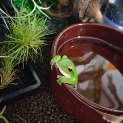 大きめシュレーゲルアオガエル🐸