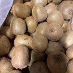 グリーンキウイ　大中サイズ　1.3kgの画像