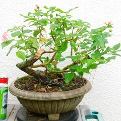 盆栽素材ランタナ