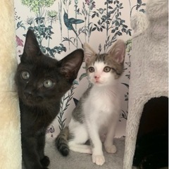 9頭中残った2頭の子猫ちゃん💓