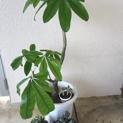 パキラと多肉植物のセット