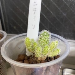 サボテンを無料で差し上げます。の画像