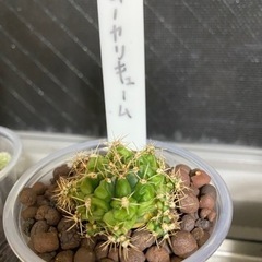 サボテンを無料で差し上げます。の画像