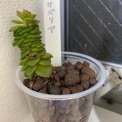 サボテンを無料で差し上げます。の画像