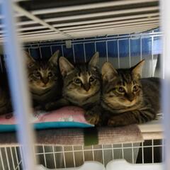 保護猫キジトラ３ヶ月。決まりました❗ありがとうございました。