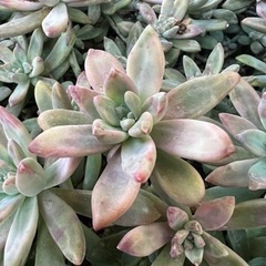 多肉植物⭐️の画像