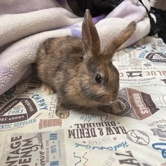 ミニウサギ