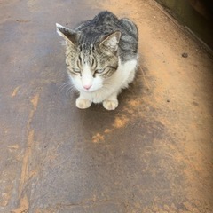 猫好きな方よろしくお願いしますm(._.)m