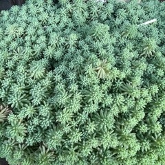多肉植物の画像