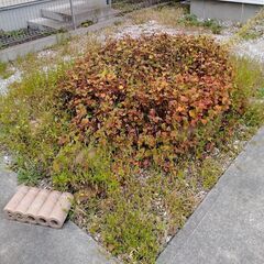 面倒な”草刈り””落ち葉はき””雪かき”お任せください！