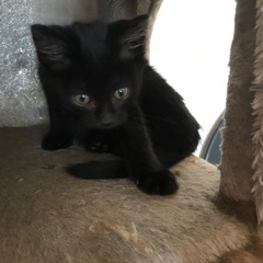 会社の敷地内で子猫を保護しました