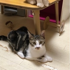 まいお嬢様　