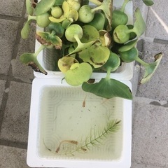 メダカの飼育セット　5匹＋水草