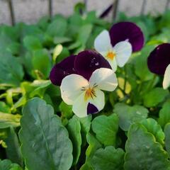 数量限定‼️お値下げしました‼️ももかシリーズ 咲いてます🌼*･❣️の画像
