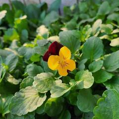 数量限定‼️お値下げしました‼️ももかシリーズ 咲いてます🌼*･❣️の画像