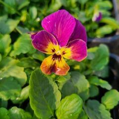 数量限定‼️お値下げしました‼️ももかシリーズ 咲いてます🌼*･❣️の画像