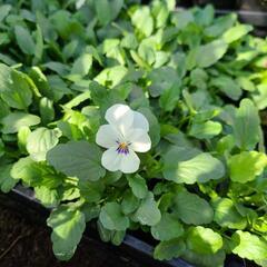数量限定‼️お値下げしました‼️ももかシリーズ 咲いてます🌼*･❣️の画像