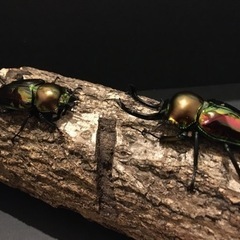 「だいさん取引中」ニジイロクワガタ　ノーマル色　幼虫