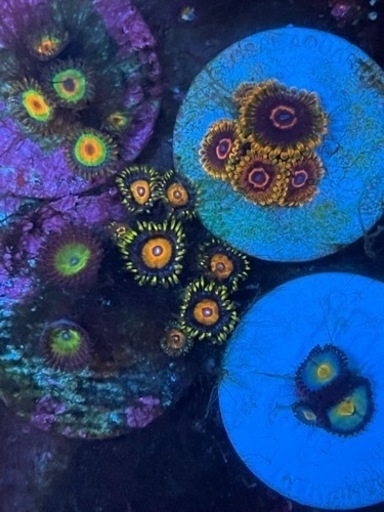 サンゴ5種セット