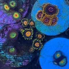 サンゴ5種セットの画像