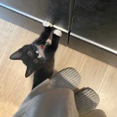 【生後2ヶ月】トライアル中です