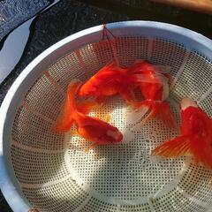 金魚  特大江戸川琉金