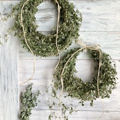 お取引中。お買い得！シンプルリース２個とユーカリミニスワッグ　３点の画像