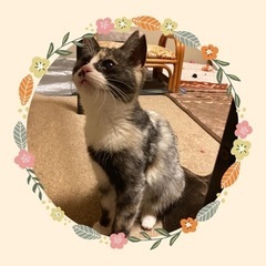 ❤️ミラクルミケ　キュートなパンダちゃん❤️