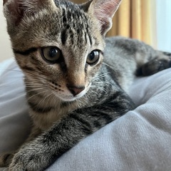 人慣れ◎生後8ヶ月の子猫の里親募集です。