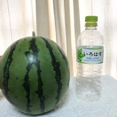 まとめ売り大歓迎です！残りわずかSSS800円スイカ🍉