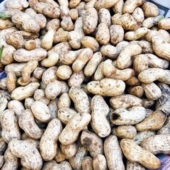 生落花生　おおまさり