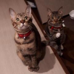 避妊済🐈頭の茶トラ柄がチャームポイント♀️