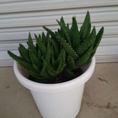 多肉植物　アロエ不夜城を差し上げますー２