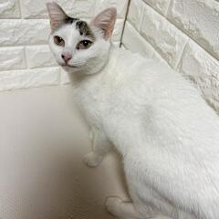 美少女きいちゃん − 岡山県