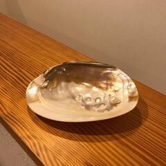 【貝がら】真珠母貝の小物入れ 真珠付 池蝶貝 アクセサリートレイ...