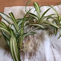 観葉植物　オリズルランの画像