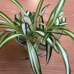 観葉植物　オリズルラン
