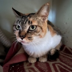 5〜6歳メス　ミケ猫