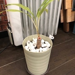 観葉植物　ドラセナ　観葉植物受け渡し相手が決定しました！