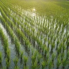 🌾格安　無農薬　安心　家庭菜園　稲藁　ペットの敷きわら　野菜作り　納豆　メダカ　マルチ　田んぼ　畑　の画像