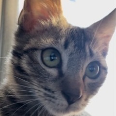 引っ越しに伴い、飼育が困難なため里親を募集します