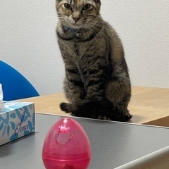 引っ越しに伴い、飼育が困難なため里親を募集します