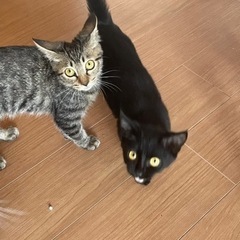 引っ越しに伴い、飼育が困難なため里親を募集します