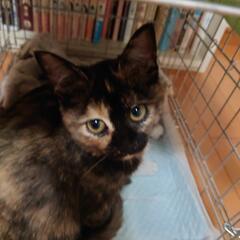 【正式譲渡決定しました】可愛い盛り！！サビ柄猫の里親さん募集！