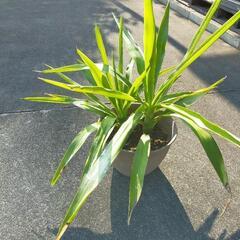 観葉植物4⃣