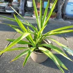 観葉植物4⃣の画像