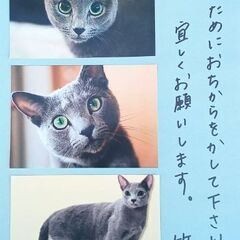 みなさんのお力を貸してください🆘◎娘(4才)の愛猫を探しています◎　