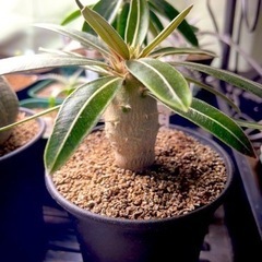 植物のこと話せる友達さがしています！