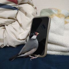 文鳥を探してます