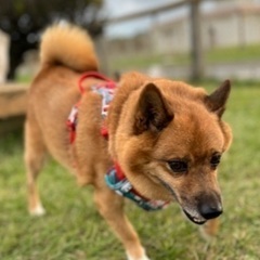 オス去勢済み。ゴンちゃん🐕